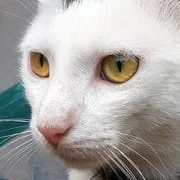 Cat Sounds - Meow Noises - Intelligent APK Download