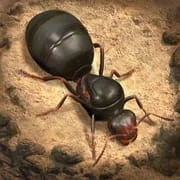 The Ants: Underground Kingdom - Intelligent APK Download